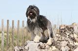 PETIT CHIEN LION 062
